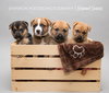 Tulley 0210 (Bailey Pup)