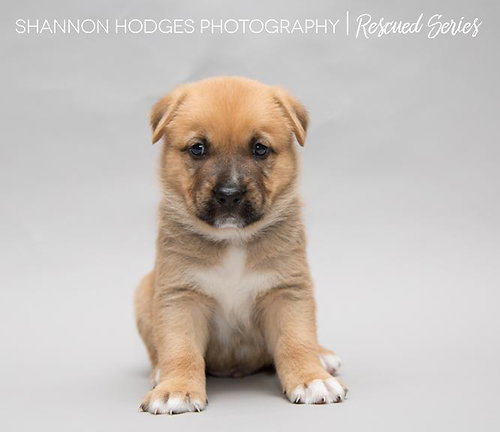 Tulley 0210 (Bailey Pup)