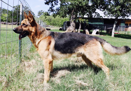 Axel 0271