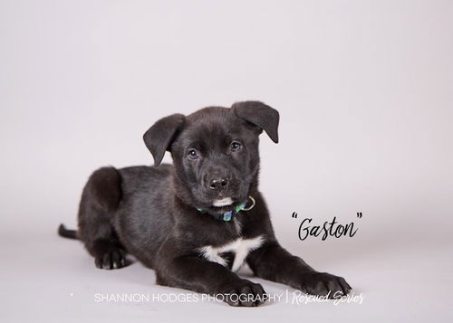 Gaston 0036