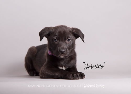 Jasmine 0034