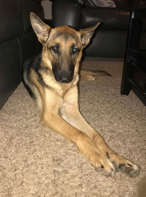 Darcy 0276