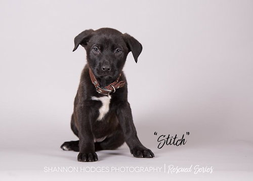 Stitch 0038