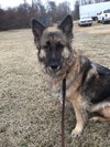 Joey 0280