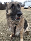 Joey 0280