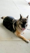Joey 0280