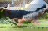 Boomer 0282