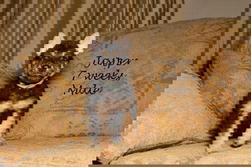 Jasper 0049