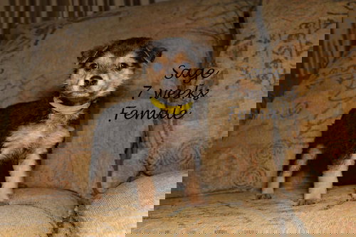 Sage 0056