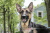 Sadie 0068
