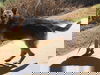 Sadie 0068