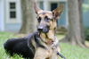 Sadie 0068