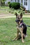Sadie 0068