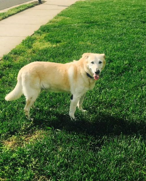 Boomer 0086
