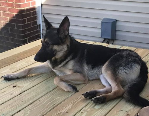 Baxter 0310