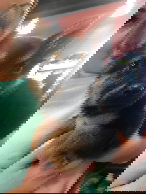 Raven 0131