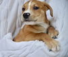 Jasper 0229 (Pearl Orphan)