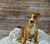 Jasper 0229 (Pearl Orphan)