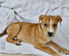 Jasper 0229 (Pearl Orphan)