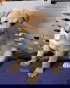 Yalie 0297 (Ivy pup)