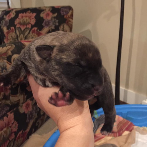 Brownie 0300 (Ivy pup)