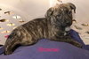 Brownie 0300 (Ivy pup)