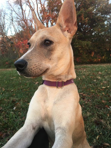 Willow 0323