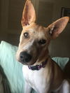 Willow 0323