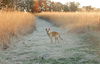 Willow 0323