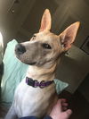 Willow 0323