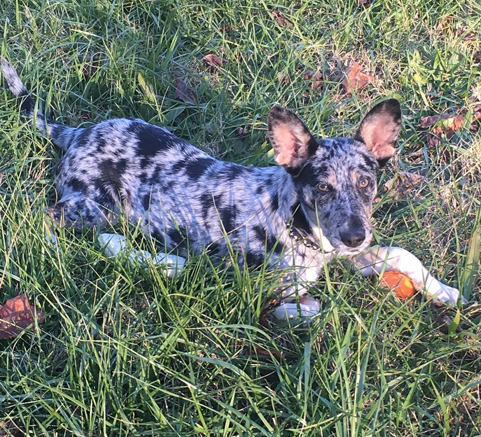 catahoula blue heeler