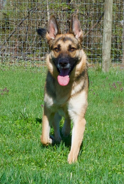 Josie 0085