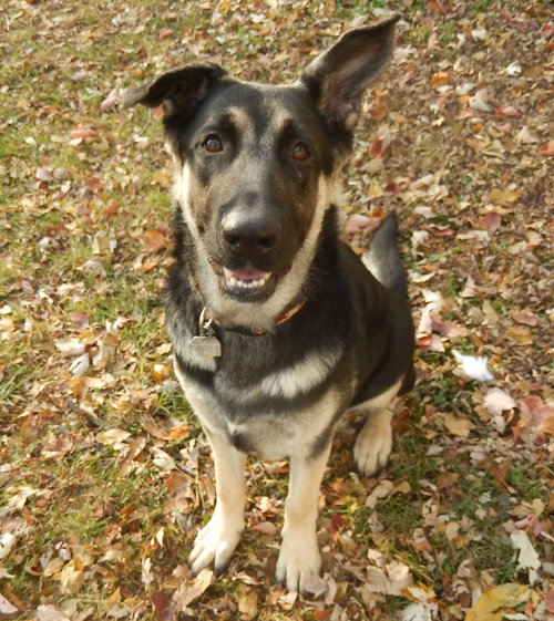 Tyson 0338