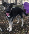 Tyson 0338