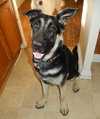 Tyson 0338
