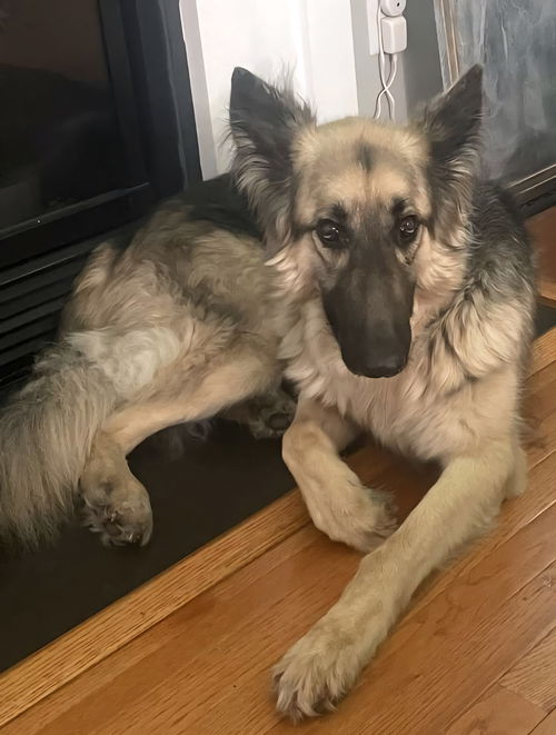 Gibbs 0342