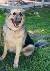 Gibbs 0342