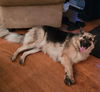 Gibbs 0342