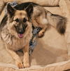 Gibbs 0342