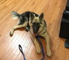 Gibbs 0342