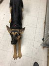 Abbey/Duchess 0343
