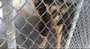 Abbey/Duchess 0343