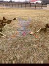Abbey/Duchess 0343