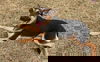 Abbey/Duchess 0343