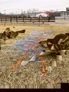 Abbey/Duchess 0343