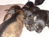 Lacy 0354 - Loba purple collar