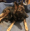 Lacy 0354 - Loba purple collar