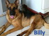 Billy 0360
