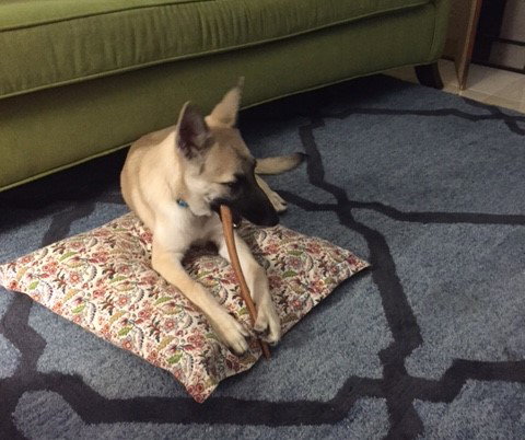 Roxie 0367