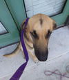Darla 0344